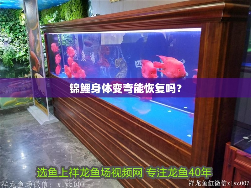 錦鯉身體變彎能恢復(fù)嗎？