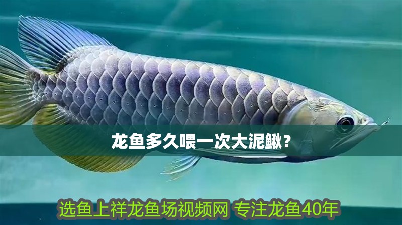 龍魚多久喂一次大泥鰍？