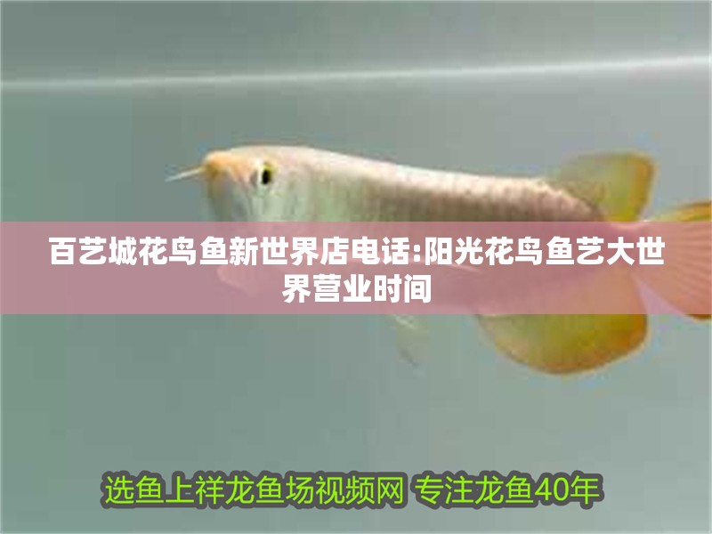 百藝城花鳥魚新世界店電話:陽光花鳥魚藝大世界營業(yè)時(shí)間