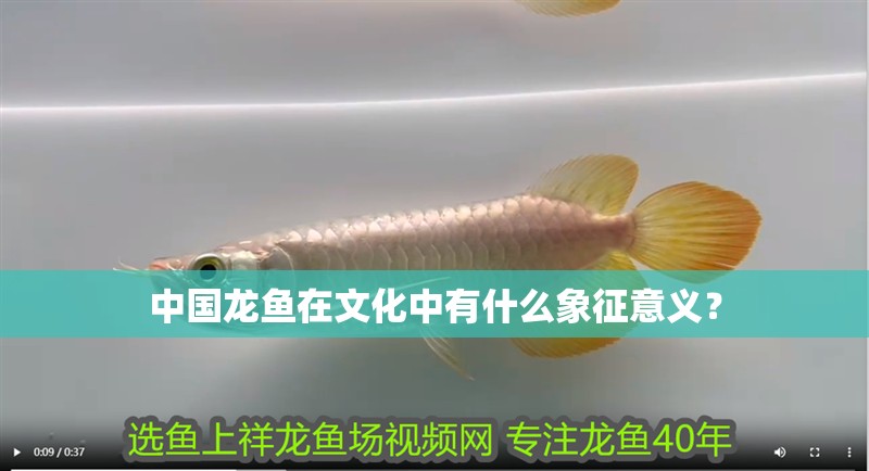 中國龍魚在文化中有什么象征意義？