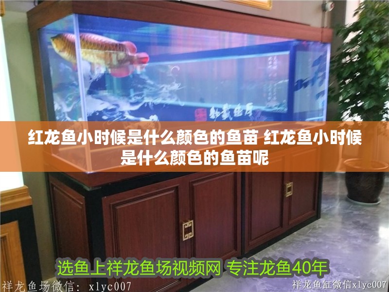 紅龍魚小時候是什么顏色的魚苗 紅龍魚小時候是什么顏色的魚苗呢