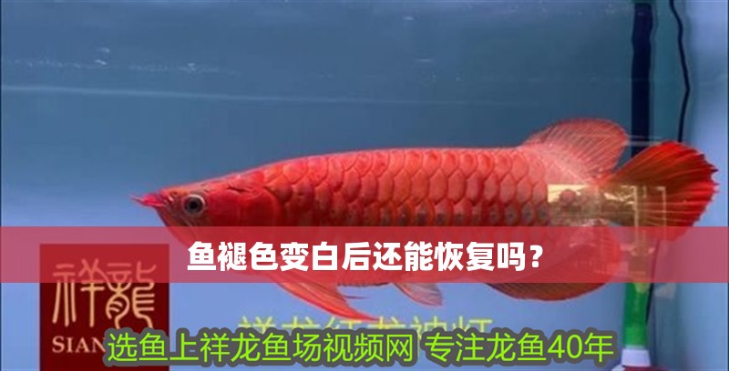 魚褪色變白后還能恢復嗎？