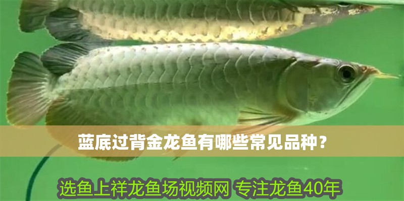 藍(lán)底過(guò)背金龍魚有哪些常見品種？