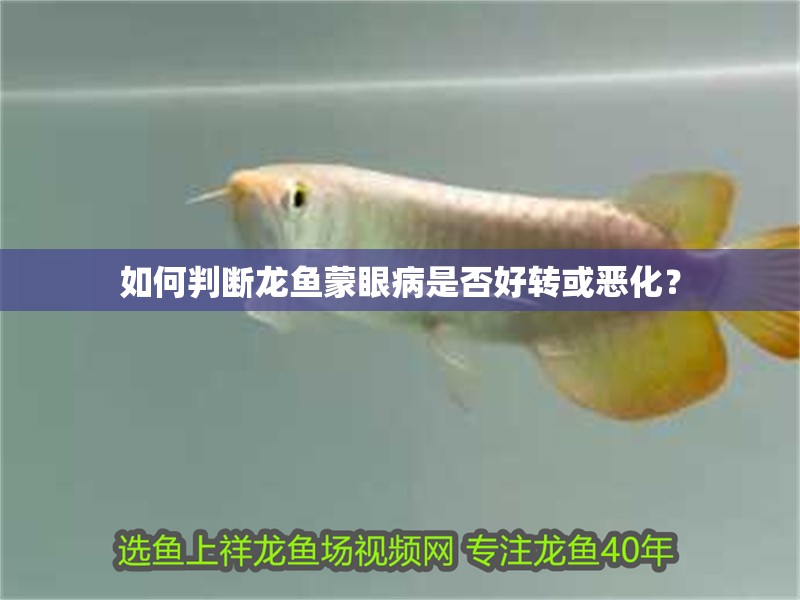 如何判斷龍魚蒙眼病是否好轉或惡化？