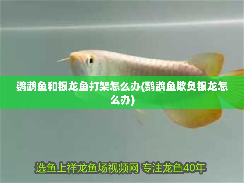鸚鵡魚和銀龍魚打架怎么辦(鸚鵡魚欺負銀龍怎么辦)