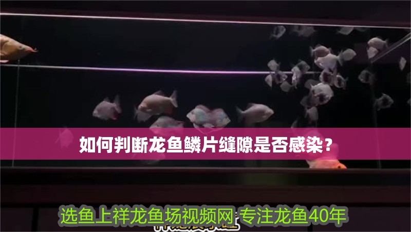 龍魚干蝦有營養嗎 如何判斷龍魚鱗片縫隙是否感染? 龍魚百科 如何判斷龍魚鱗片縫隙是否感染? 如何判斷龍魚鱗片縫隙是否感染? 龍魚百科