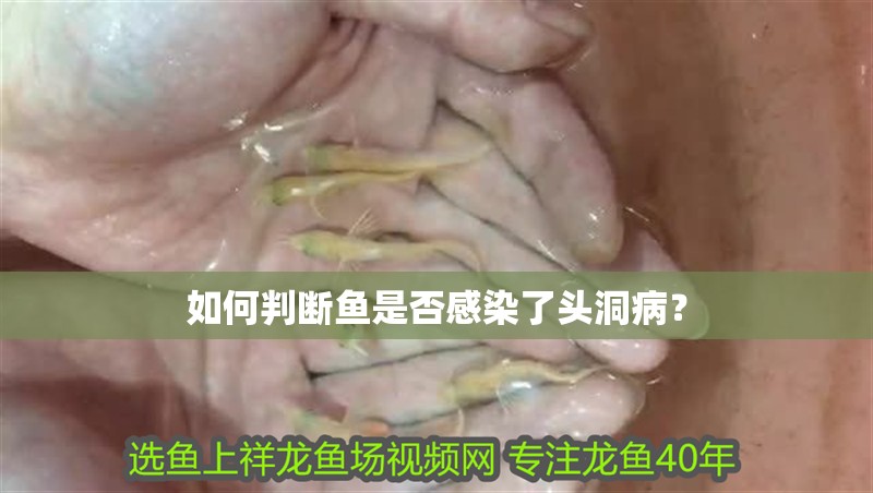 如何判斷魚是否感染了頭洞??？