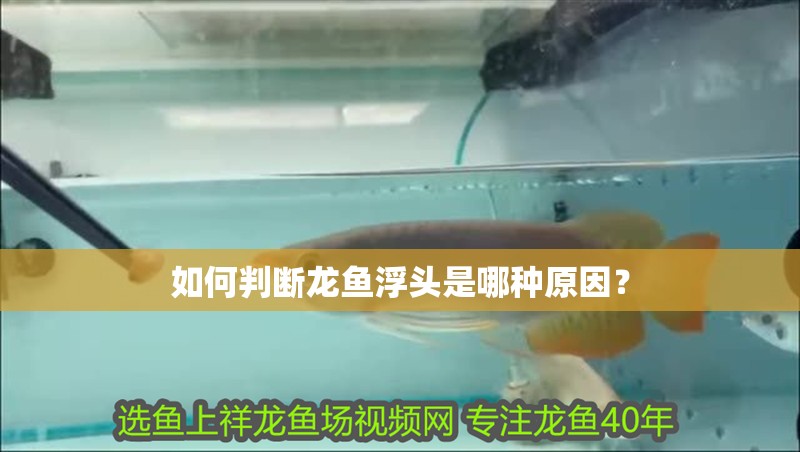 如何判斷龍魚浮頭是哪種原因？
