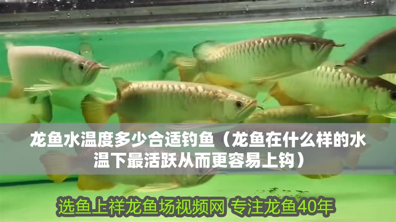 龍魚水溫度多少合適釣魚（龍魚在什么樣的水溫下最活躍從而更容易上鉤）