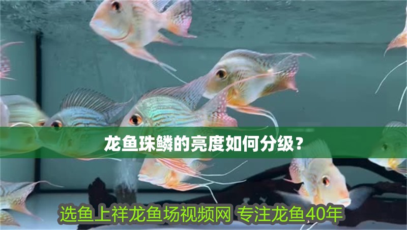 龍魚珠鱗的亮度如何分級？