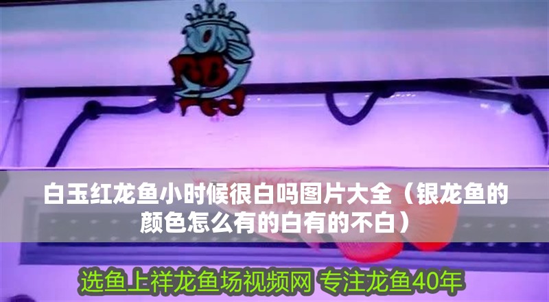 龍魚干蝦有營養(yǎng)嗎 白玉紅龍魚小時候很白嗎圖片大全(銀龍魚的顏色怎么有的白有的不白) 觀賞魚百科 白玉紅龍魚小時候很白嗎圖片大全(銀龍魚的顏色怎么有的白有的不白) 白玉紅龍魚小時候很白嗎圖片大全(銀龍魚的顏色怎么有的白有的不白) 觀賞魚百科