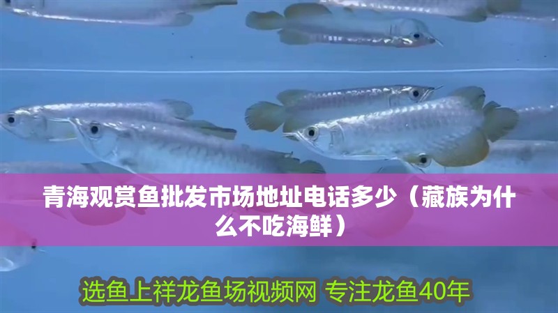 青海觀賞魚批發市場地址電話多少（藏族為什么不吃海鮮）