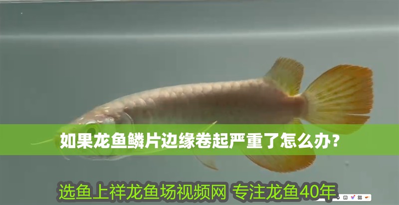 如果龍魚鱗片邊緣卷起嚴重了怎么辦？