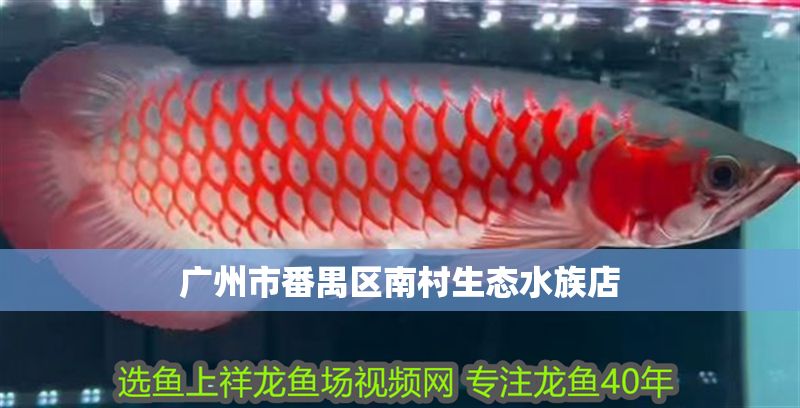 廣州市番禺區南村生態水族店