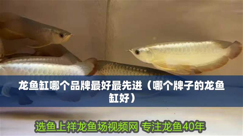 龍魚缸哪個品牌最好最先進（哪個牌子的龍魚缸好）