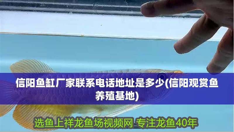 信陽魚缸廠家聯系電話地址是多少(信陽觀賞魚養殖基地)