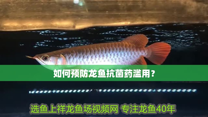 如何預防龍魚抗菌藥濫用？