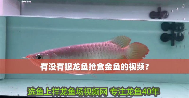 有沒有銀龍魚搶食金魚的視頻？