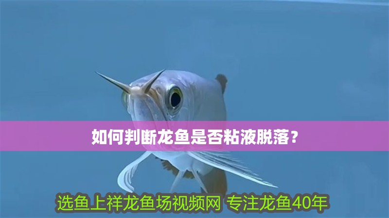 如何判斷龍魚是否粘液脫落？