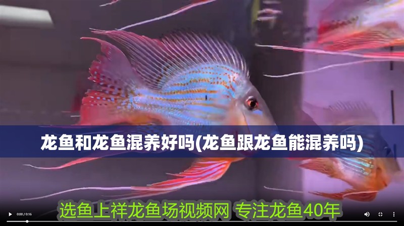 龍魚和龍魚混養(yǎng)好嗎(龍魚跟龍魚能混養(yǎng)嗎)