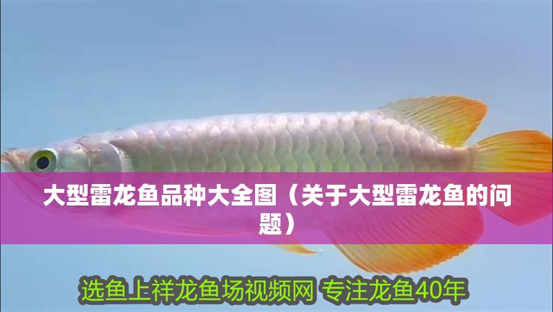 大型雷龍魚品種大全圖（關于大型雷龍魚的問題）