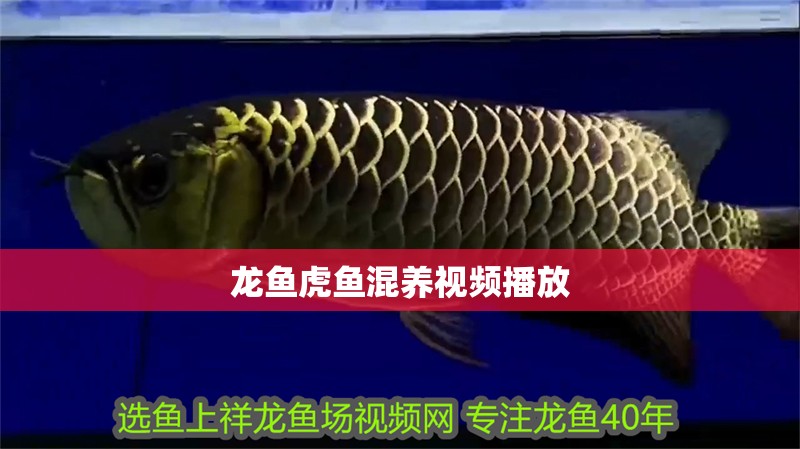 龍魚虎魚混養視頻播放