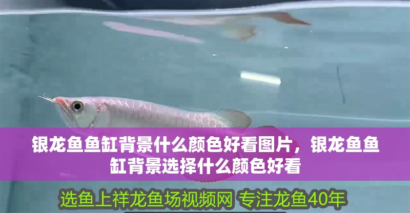 銀龍魚魚缸背景什么顏色好看圖片，銀龍魚魚缸背景選擇什么顏色好看
