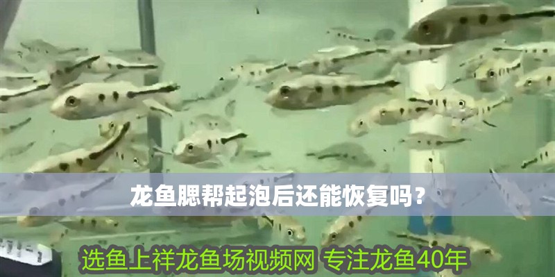 龍魚腮幫起泡后還能恢復嗎？