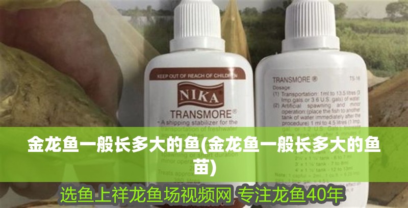 金龍魚一般長多大的魚(金龍魚一般長多大的魚苗)