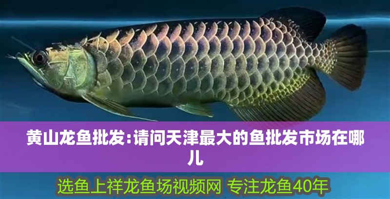 黃山龍魚批發:請問天津最大的魚批發市場在哪兒