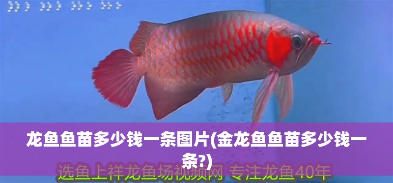 龍魚魚苗多少錢一條圖片(金龍魚魚苗多少錢一條?)