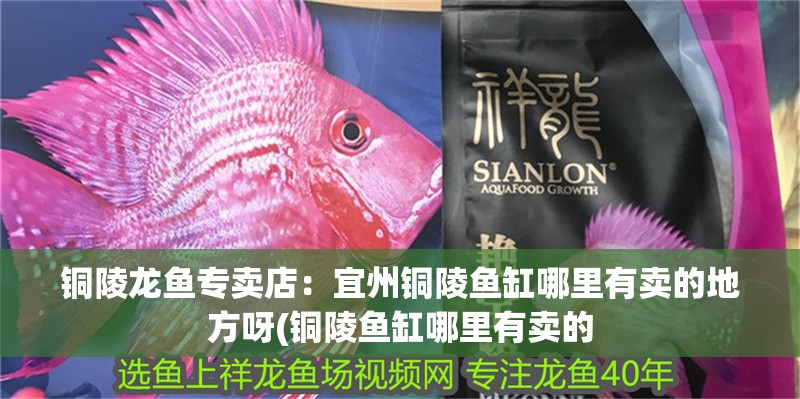 銅陵龍魚專賣店：宜州銅陵魚缸哪里有賣的地方呀(銅陵魚缸哪里有賣的