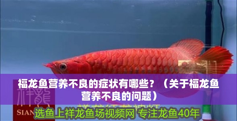 福龍魚營養不良的癥狀有哪些？（關于福龍魚營養不良的問題）