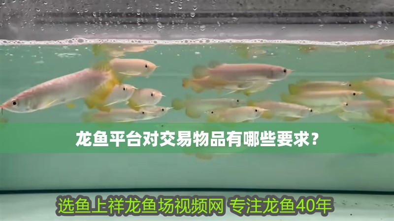 龍魚平臺對交易物品有哪些要求？