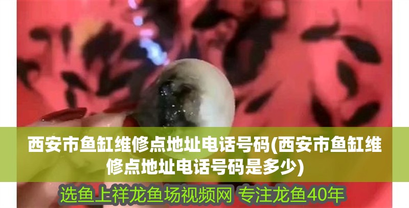 西安市魚缸維修點地址電話號碼(西安市魚缸維修點地址電話號碼是多少)