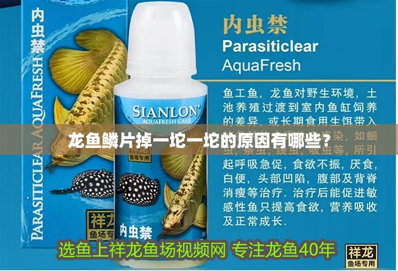 龍魚鱗片掉一坨一坨的原因有哪些？ 龍魚鱗片掉一坨一坨的原因有哪些？ 龍魚百科