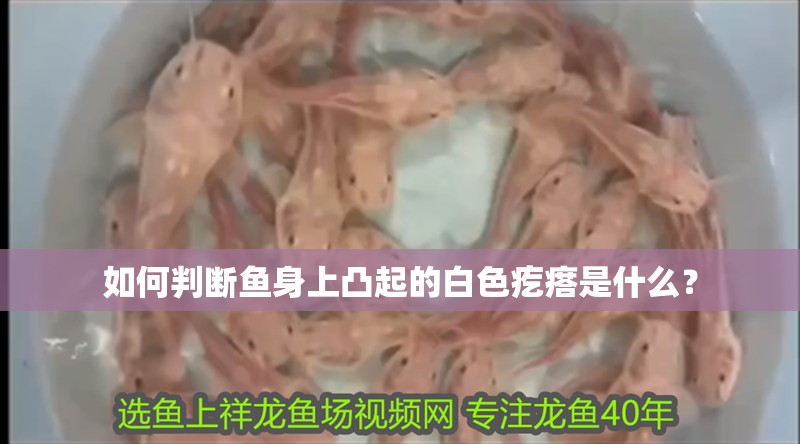 如何判斷魚身上凸起的白色疙瘩是什么？
