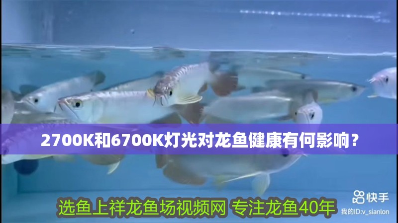 2700K和6700K燈光對龍魚健康有何影響？