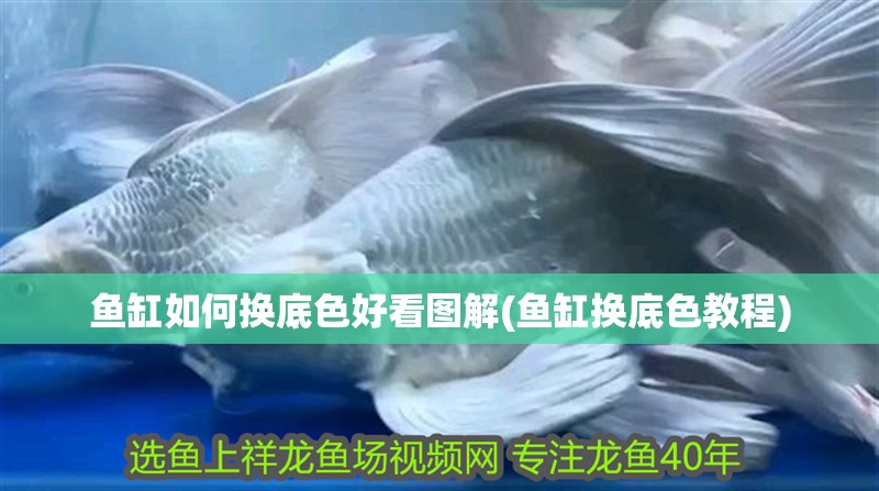 魚缸如何換底色好看圖解(魚缸換底色教程)