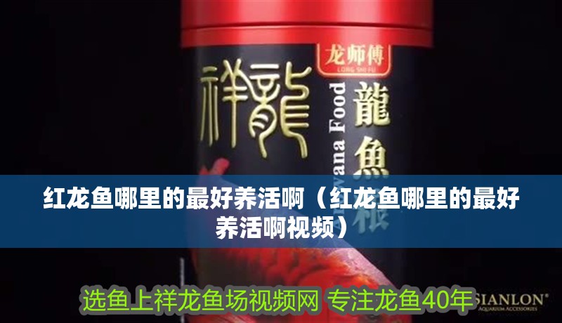 紅龍魚哪里的最好養活啊（紅龍魚哪里的最好養活啊視頻）