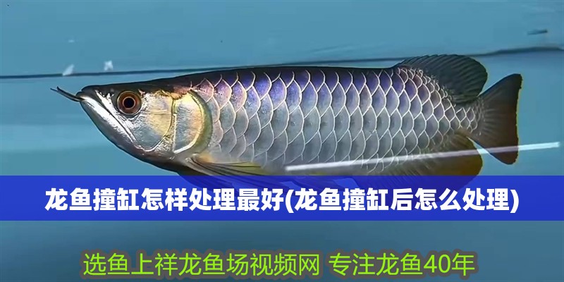 龍魚撞缸怎樣處理最好(龍魚撞缸后怎么處理)