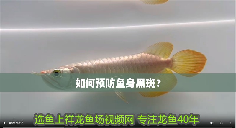 如何預防魚身黑斑？