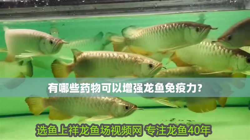 有哪些藥物可以增強(qiáng)龍魚免疫力？