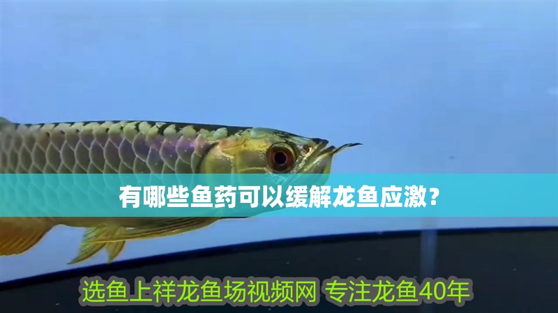 有哪些魚藥可以緩解龍魚應激？ 有哪些魚藥可以緩解龍魚應激？ 龍魚百科