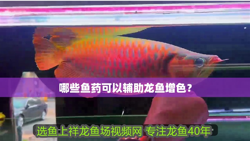 哪些魚藥可以輔助龍魚增色？