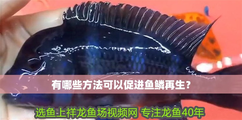 有哪些方法可以促進魚鱗再生？