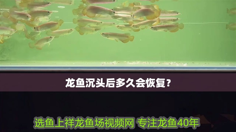 龍魚沉頭后多久會恢復？