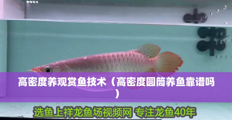 高密度養(yǎng)觀賞魚技術(shù)（高密度圓筒養(yǎng)魚靠譜嗎）