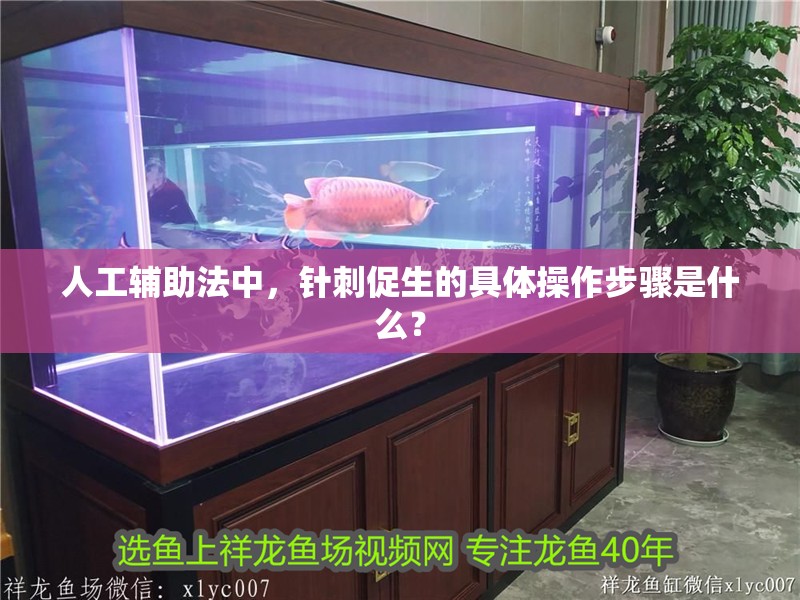 人工輔助法中，針刺促生的具體操作步驟是什么？