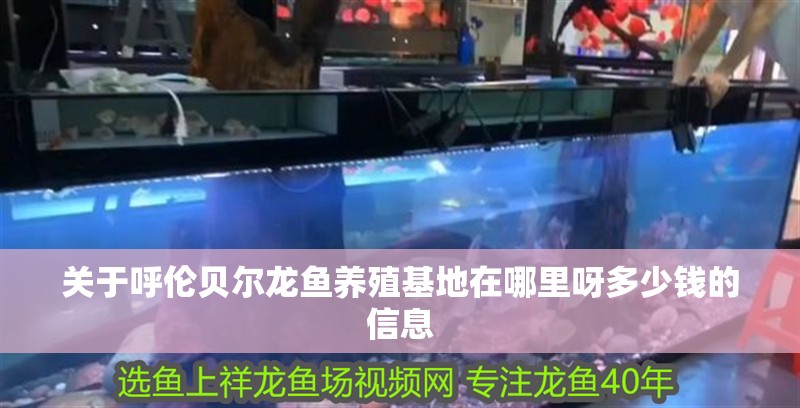 關于呼倫貝爾龍魚養殖基地在哪里呀多少錢的信息